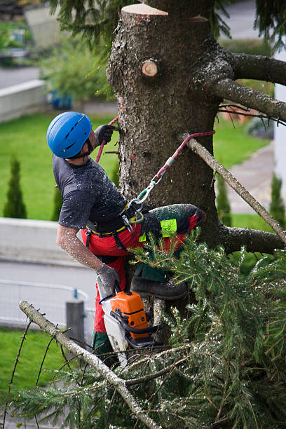 Best Fruit Tree Pruning  in Blountville, TN