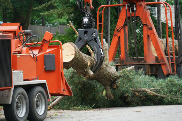 Why Choose Our Tree Removal Services in Blountville, TN?