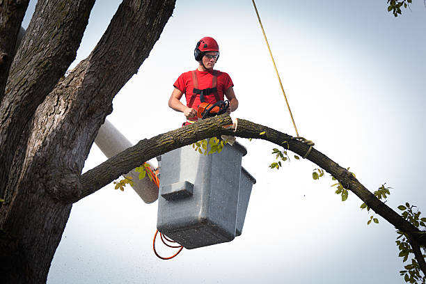 Professional Tree Services in Blountville, TN